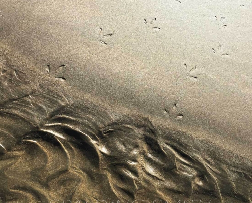 Migration-WM